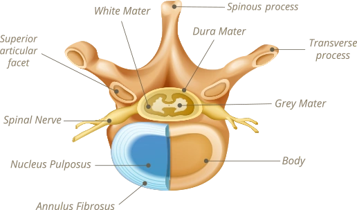 What to Expect Before the Discseel Procedure